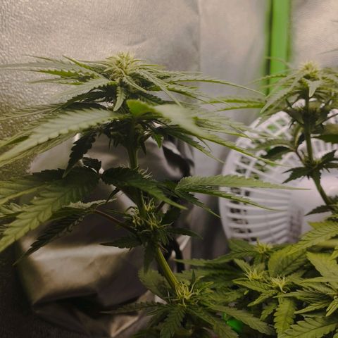 Timmy, Strawberry Kush #1 growlog timeline photo