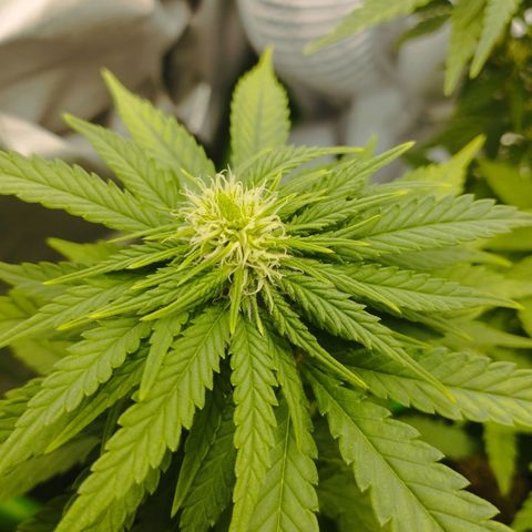 Timmy, Strawberry Kush #1 growlog timeline photo