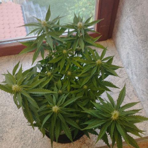 Timmy, Strawberry Kush #1 growlog timeline photo