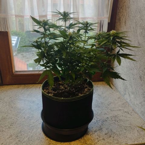 Timmy, Strawberry Kush #1 growlog timeline photo