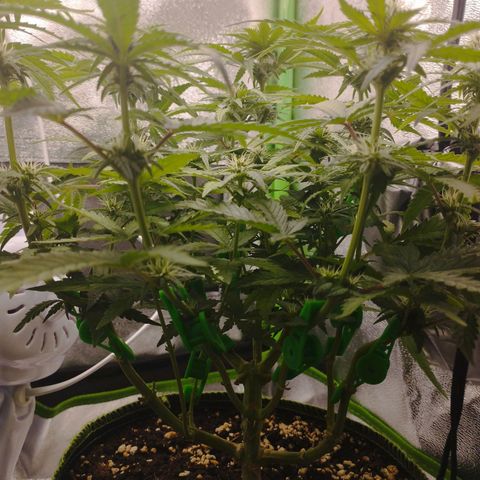 Berta, Strawberry Kush 2 growlog timeline photo