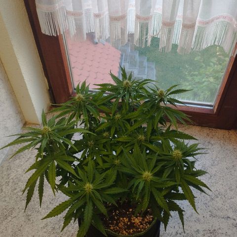 Berta, Strawberry Kush 2 growlog timeline photo