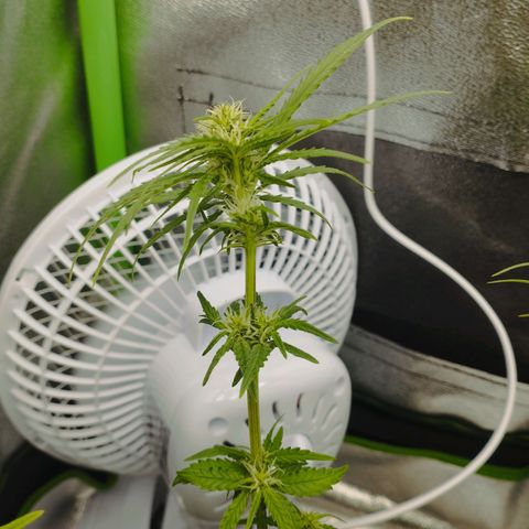 Berta, Strawberry Kush 2 growlog timeline photo
