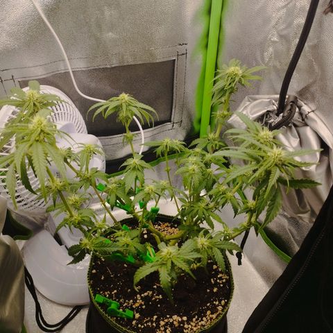 Berta, Strawberry Kush 2 growlog timeline photo