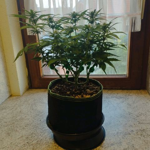 Berta, Strawberry Kush 2 growlog timeline photo