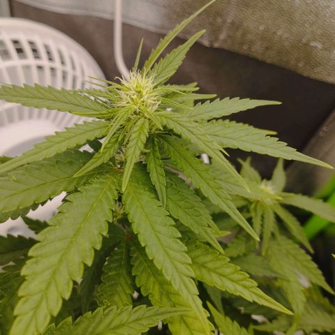 Berta, Strawberry Kush 2 growlog timeline photo