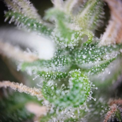 Timmy, Strawberry Kush #1 growlog photo: Mittlerweile sind es sehr viele Milchigen Trichome, wenige durchsichtige und ein Paar Bernstein Farben Trichome, die Buds werden langsam sehr groß.
Als Ernte Tag ist der 29.06 angepeilt