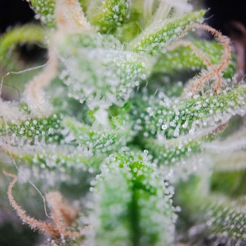Timmy, Strawberry Kush #1 growlog photo: Mittlerweile sind es sehr viele Milchigen Trichome, wenige durchsichtige und ein Paar Bernstein Farben Trichome, die Buds werden langsam sehr groß.
Als Ernte Tag ist der 29.06 angepeilt
