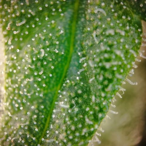 Timmy, Strawberry Kush #1 growlog photo: Mittlerweile sind es sehr viele Milchigen Trichome, wenige durchsichtige und ein Paar Bernstein Farben Trichome, die Buds werden langsam sehr groß.
Als Ernte Tag ist der 29.06 angepeilt