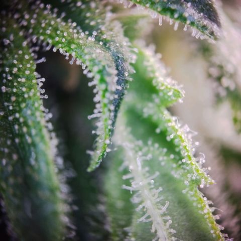 Timmy, Strawberry Kush #1 growlog photo: Mittlerweile sind es sehr viele Milchigen Trichome, wenige durchsichtige und ein Paar Bernstein Farben Trichome, die Buds werden langsam sehr groß.
Als Ernte Tag ist der 29.06 angepeilt