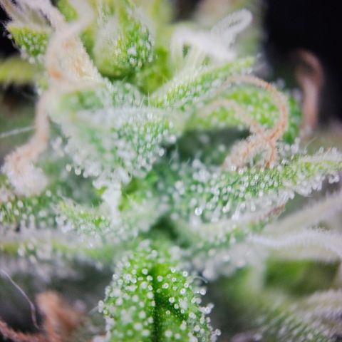 Timmy, Strawberry Kush #1 growlog photo: Mittlerweile sind es sehr viele Milchigen Trichome, wenige durchsichtige und ein Paar Bernstein Farben Trichome, die Buds werden langsam sehr groß.
Als Ernte Tag ist der 29.06 angepeilt