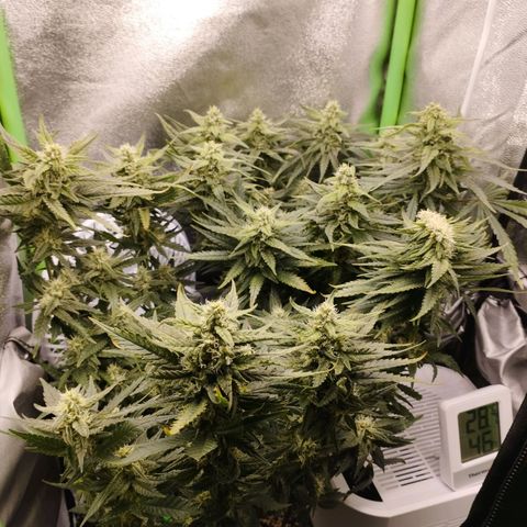 Timmy, Strawberry Kush #1 growlog timeline photo