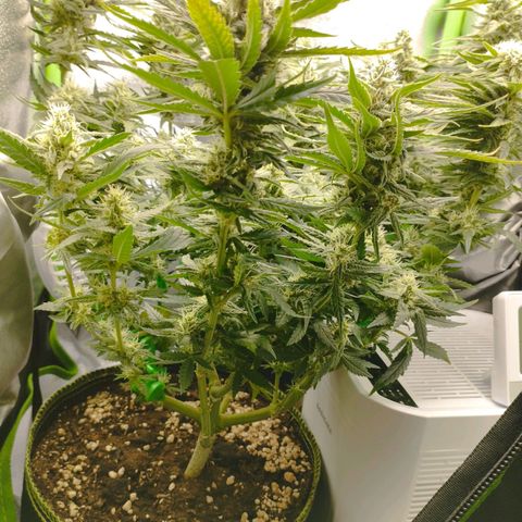 Timmy, Strawberry Kush #1 growlog timeline photo