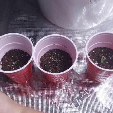 Sour Lemon Dropz #1, 2,3 growlog photo: Sour lemon dropz looks nice, starting off very strong! Very excited!