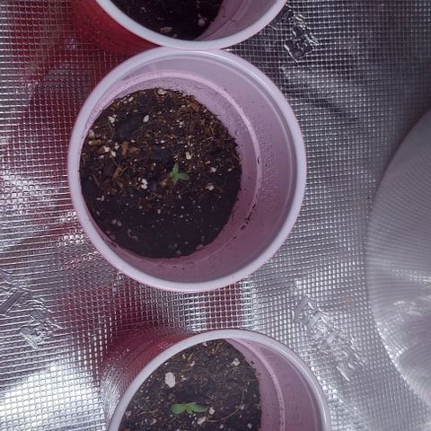 Sour Lemon Dropz #1, 2,3 growlog photo: Sour lemon dropz looks nice, starting off very strong! Very excited!