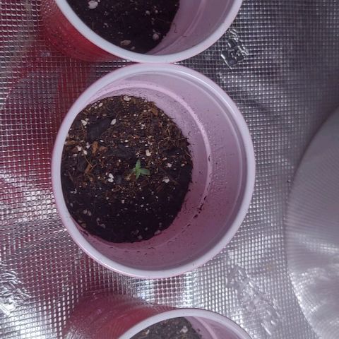 Sour Lemon Dropz #1, 2,3 growlog timeline photo