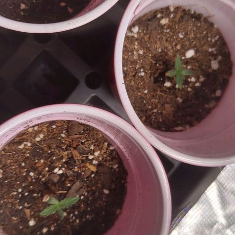 Sour Lemon Dropz #1, 2,3 growlog photo: All 3 popped successfully, very happy with these seeds