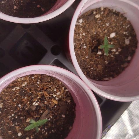 Sour Lemon Dropz #1, 2,3 growlog photo: All 3 popped successfully, very happy with these seeds
