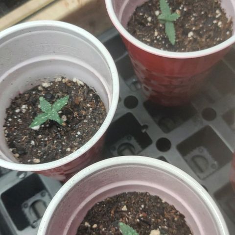 Sour Lemon Dropz #1, 2,3 growlog timeline photo