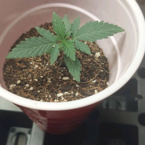 Sour Lemon Dropz #1, 2,3 growlog photo: One of the 3 is mutating 
