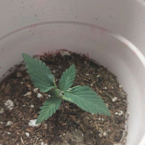 Sour Lemon Dropz #1, 2,3 growlog photo: One of the 3 is mutating 