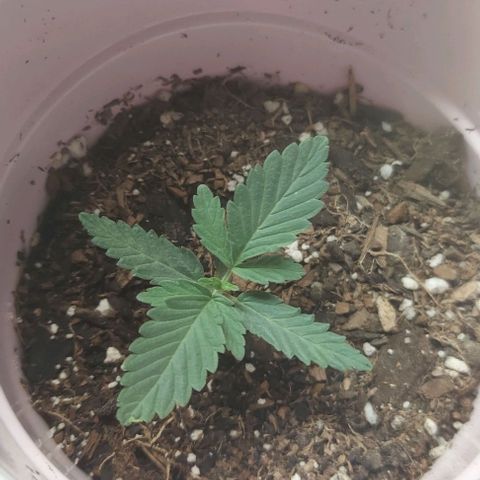 Sour Lemon Dropz #1, 2,3 growlog photo: One of the 3 is mutating 