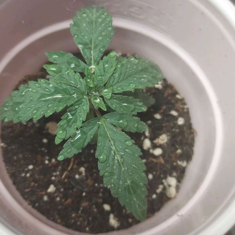 Sour Lemon Dropz #1, 2,3 growlog timeline photo