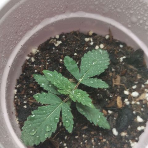 Sour Lemon Dropz #1, 2,3 growlog timeline photo