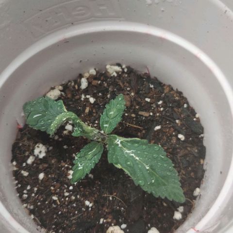 Sour Lemon Dropz #1, 2,3 growlog timeline photo