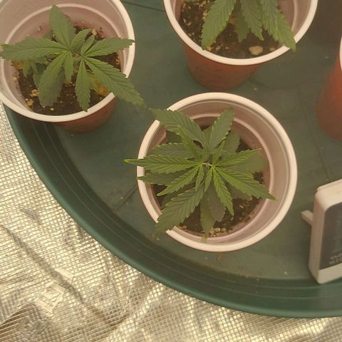 Sour Lemon Dropz #1, 2,3 growlog photo: Just topped today 