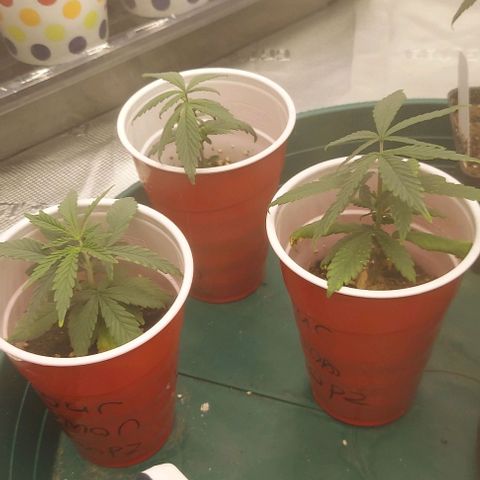 Sour Lemon Dropz #1, 2,3 growlog timeline photo