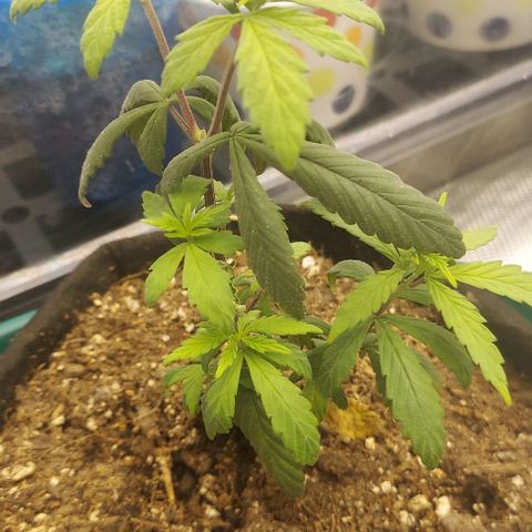 Sour Lemon Dropz #1, 2,3 growlog photo: 2 of the girls growing great and the mutant is still growing slow and weird 