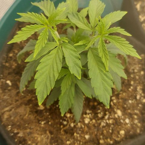 Sour Lemon Dropz #1, 2,3 growlog photo: 2 of the girls growing great and the mutant is still growing slow and weird 