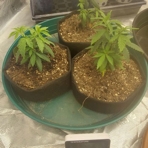 Sour Lemon Dropz #1, 2,3 growlog photo: 2 of the girls growing great and the mutant is still growing slow and weird 