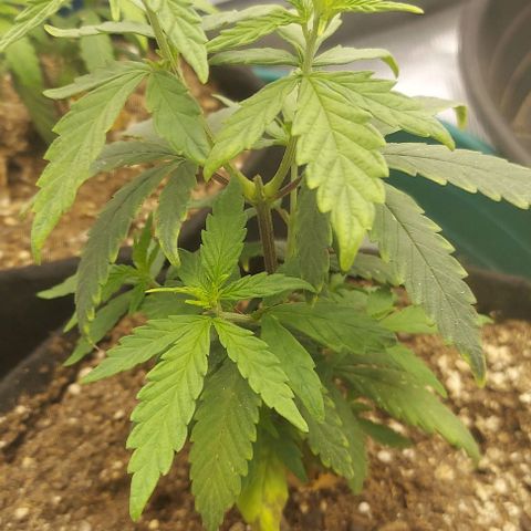 Sour Lemon Dropz #1, 2,3 growlog photo: 2 of the girls growing great and the mutant is still growing slow and weird 