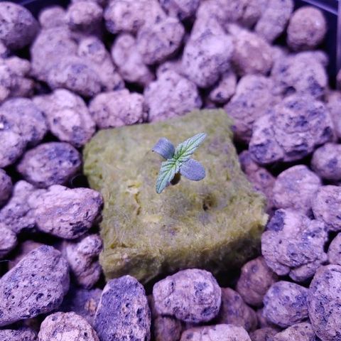 Mary growlog timeline photo