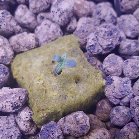Mary growlog timeline photo