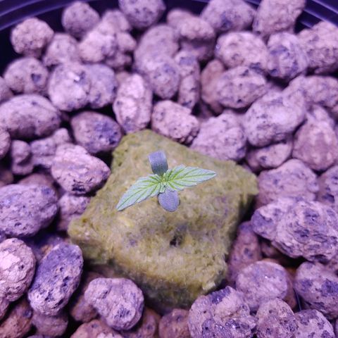 Mary growlog timeline photo