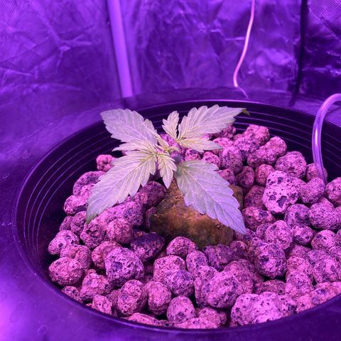 Mary growlog timeline photo