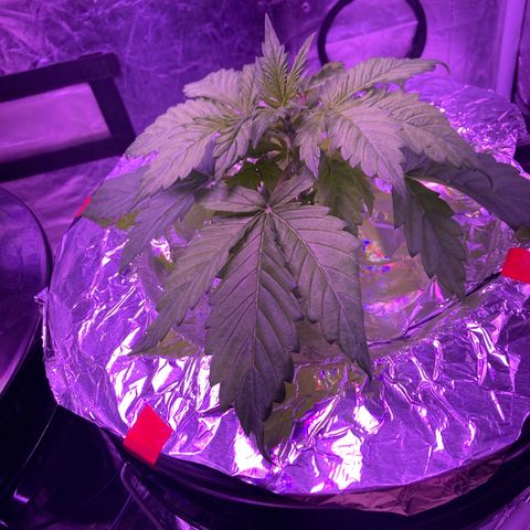 Mary growlog photo: Leaf edges curling and darkening