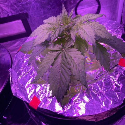 Mary growlog timeline photo