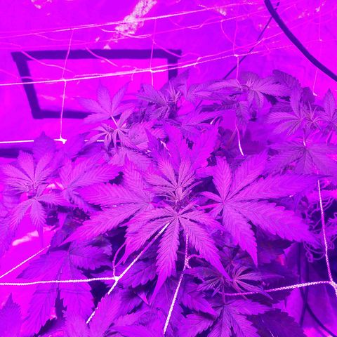 Mary growlog timeline photo