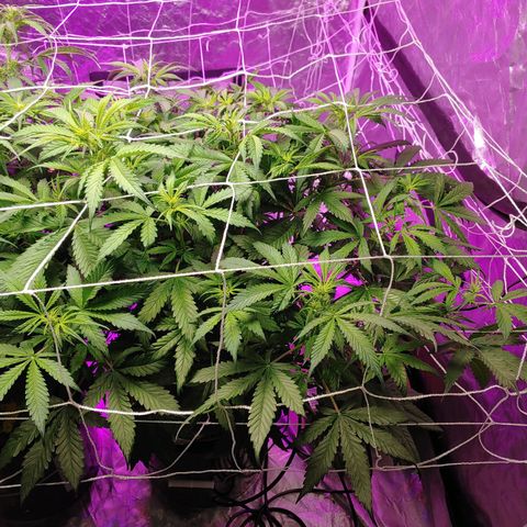 Mary growlog timeline photo