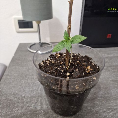 Sweet Skunk F1 Fast Version growlog timeline photo