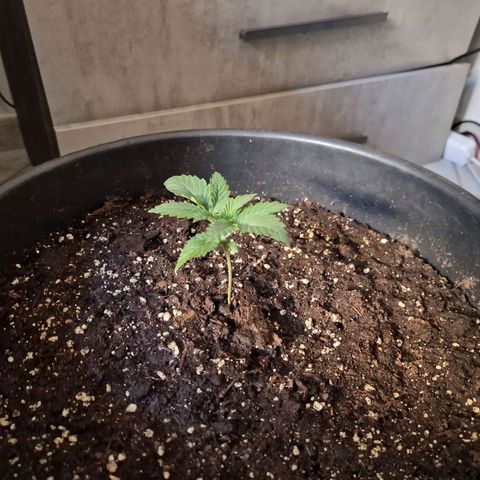 Sweet Skunk F1 Fast Version growlog timeline photo