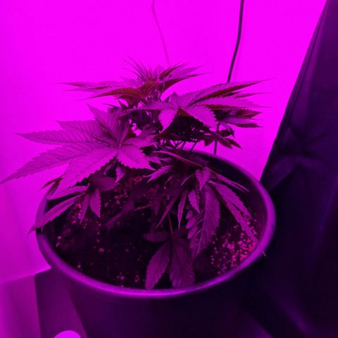Sweet Skunk F1 Fast Version growlog timeline photo