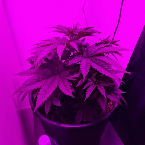 Sweet Skunk F1 Fast Version growlog timeline photo