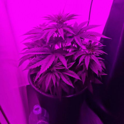 Sweet Skunk F1 Fast Version growlog timeline photo