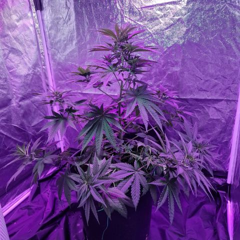 Sweet Skunk F1 Fast Version growlog timeline photo