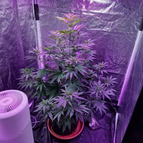 Sweet Skunk F1 Fast Version growlog timeline photo
